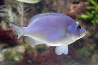 See all pictures for Hypoplectrus gemma