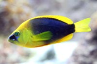 See all pictures for Hypoplectrus guttavarius