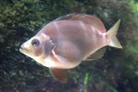See all pictures for Hypoplectrus puella