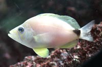 See all pictures for Hypoplectrus unicolor