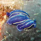See all pictures for Hypselodoris tricolor