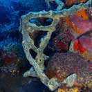 See all pictures for Iotrochota birotulata