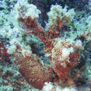 See all pictures for Ircinia fasciculata