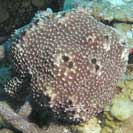 See all pictures for Ircinia felix