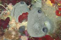 See all pictures for Ircinia oros