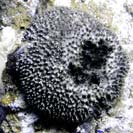 See all pictures for Ircinia strobilina