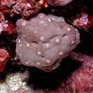 See all pictures for Ircinia variabilis