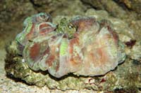 See all pictures for Isophyllia sinuosa