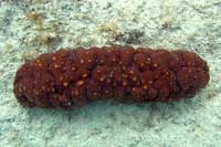 See all pictures for Isostichopus badionotus