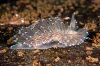 See all pictures for Janolus cristatus