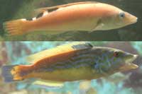 See all pictures for Labrus mixtus (bimaculatus)