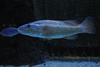 See all pictures for Labrus turdus (viridis)