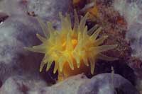 See all pictures for Leptopsammia pruvoti