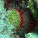See all pictures for Lima scabra