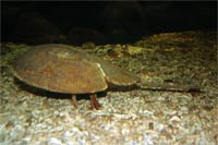 See all pictures for Limulus polyphemus