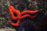 See all pictures for Linckia guildingi