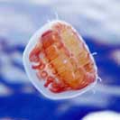 See all pictures for Linuche unguiculata