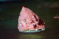 See all pictures for Lithopoma tectum