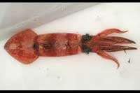 See all pictures for Doryteuthis plei