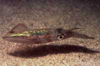 See all pictures for Loligo vulgaris