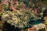 See all pictures for Lophius piscatorius