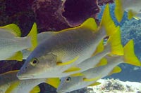 See all pictures for Lutjanus apodus