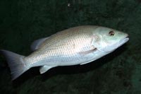 See all pictures for Lutjanus griseus