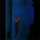 See all pictures for Lysmata seticaudata
