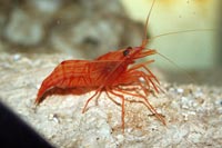 See all pictures for Lysmata wurdemanni