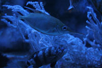 See all pictures for Macroramphosus scolopax