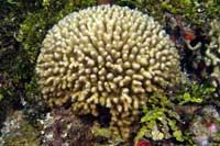 See all pictures for Madracis mirabilis
