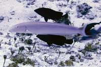 See all pictures for Malacanthus plumieri