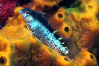 See all pictures for Malacoctenus triangulatus
