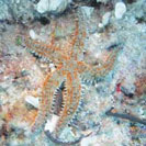 See all pictures for Marthasterias glacialis