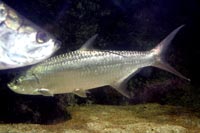 See all pictures for Megalops atlanticus