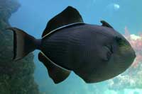 See all pictures for Melichthys niger
