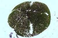 See all pictures for Meoma ventricosa
