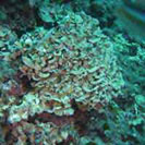 See all pictures for Mesophyllum lichenoides