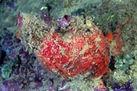 See all pictures for Microcosmus sabatieri