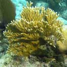 See all pictures for Millepora alcicornis