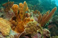 See all pictures for Millepora complanata