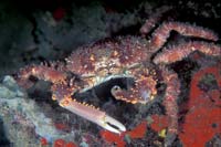 See all pictures for Mithrax pilosus