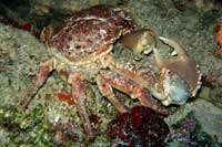 See all pictures for Mithrax spinosissimus