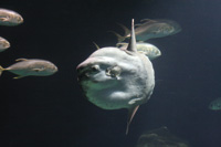 See all pictures for Mola mola