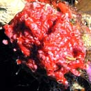 See all pictures for Monanchora barbadensis