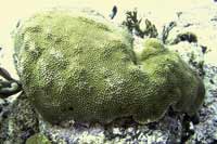 See all pictures for Montastrea annularis