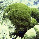 See all pictures for Montastrea cavernosa
