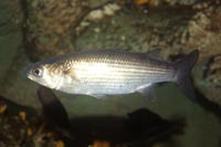 See all pictures for Mugil cephalus