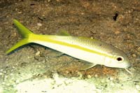 See all pictures for Mulloidichthys martinicus