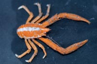 See all pictures for Munidopsis tridentatus